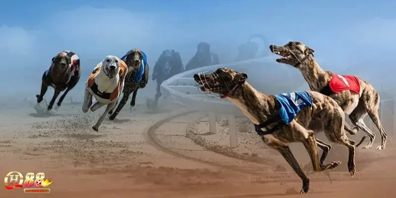 Các loại vé thịnh hành trong cá cược đua chó
